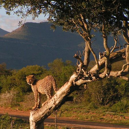 Samara Karoo Reserve Graaff-Reinet المظهر الخارجي الصورة