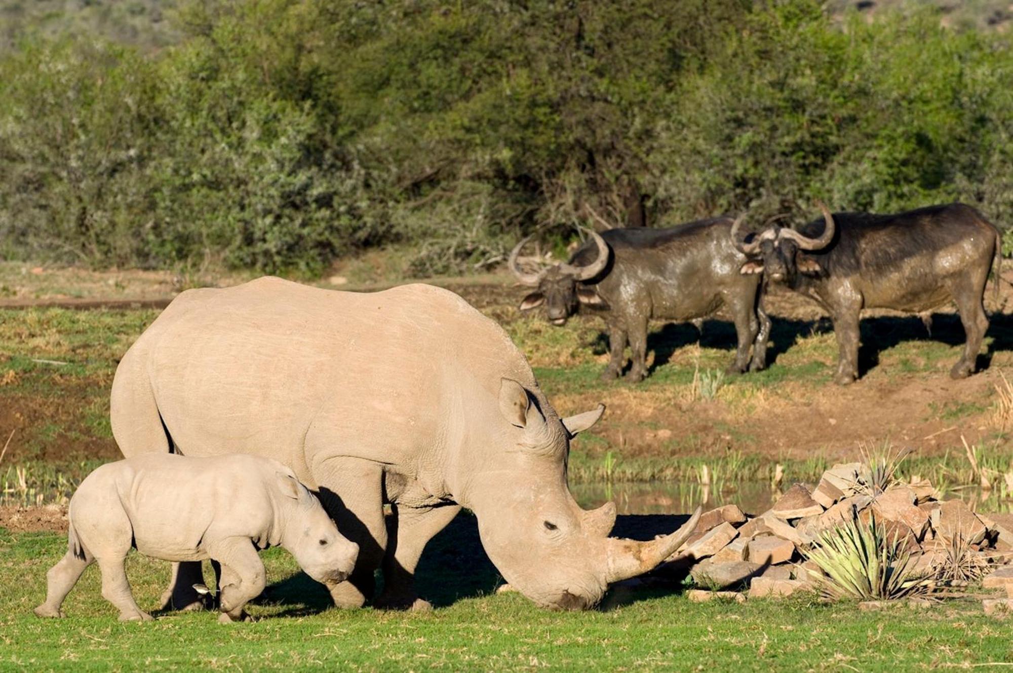 فيلا Samara Karoo Reserve Graaff-Reinet المظهر الخارجي الصورة