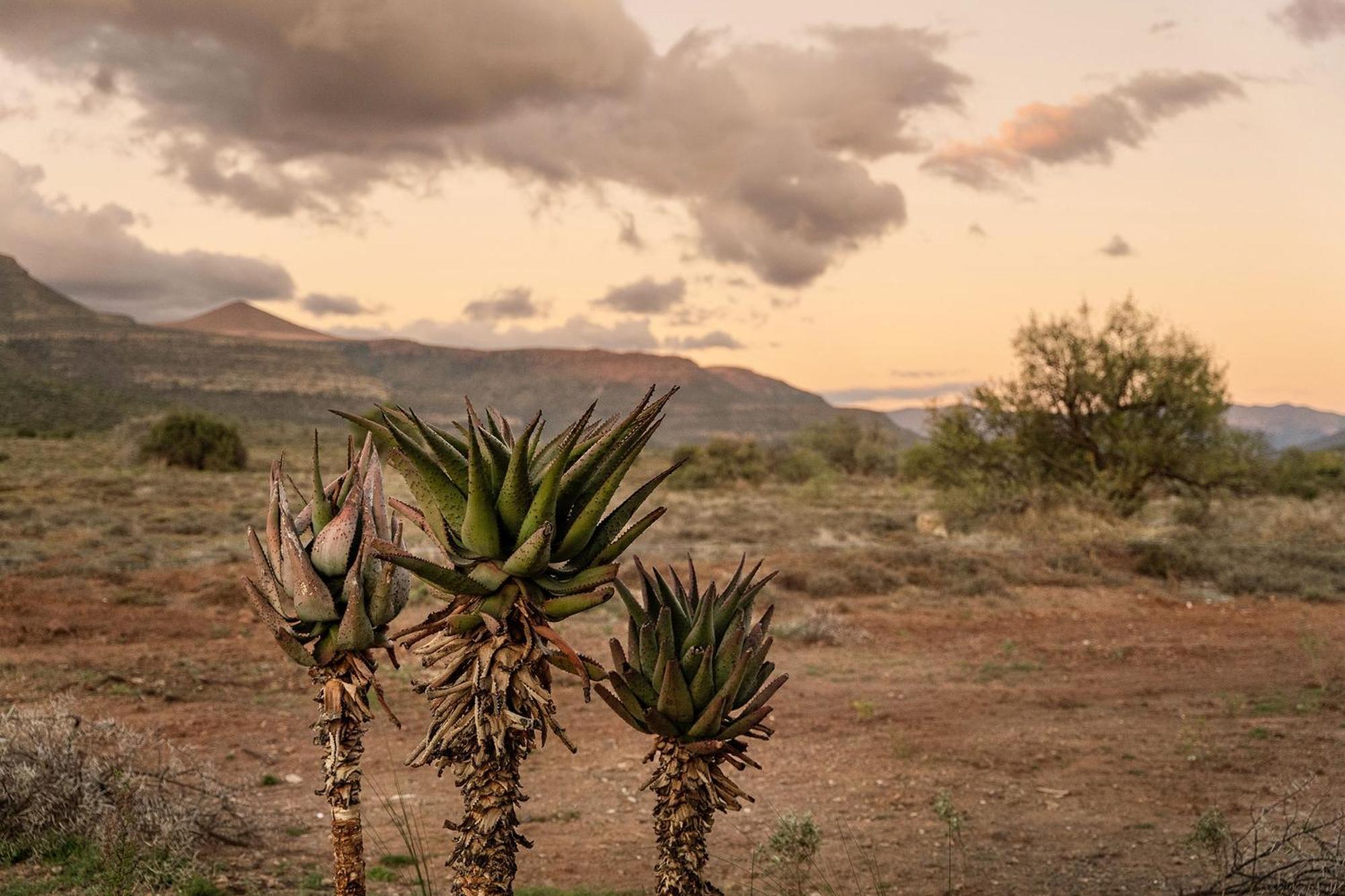 فيلا Samara Karoo Reserve Graaff-Reinet المظهر الخارجي الصورة