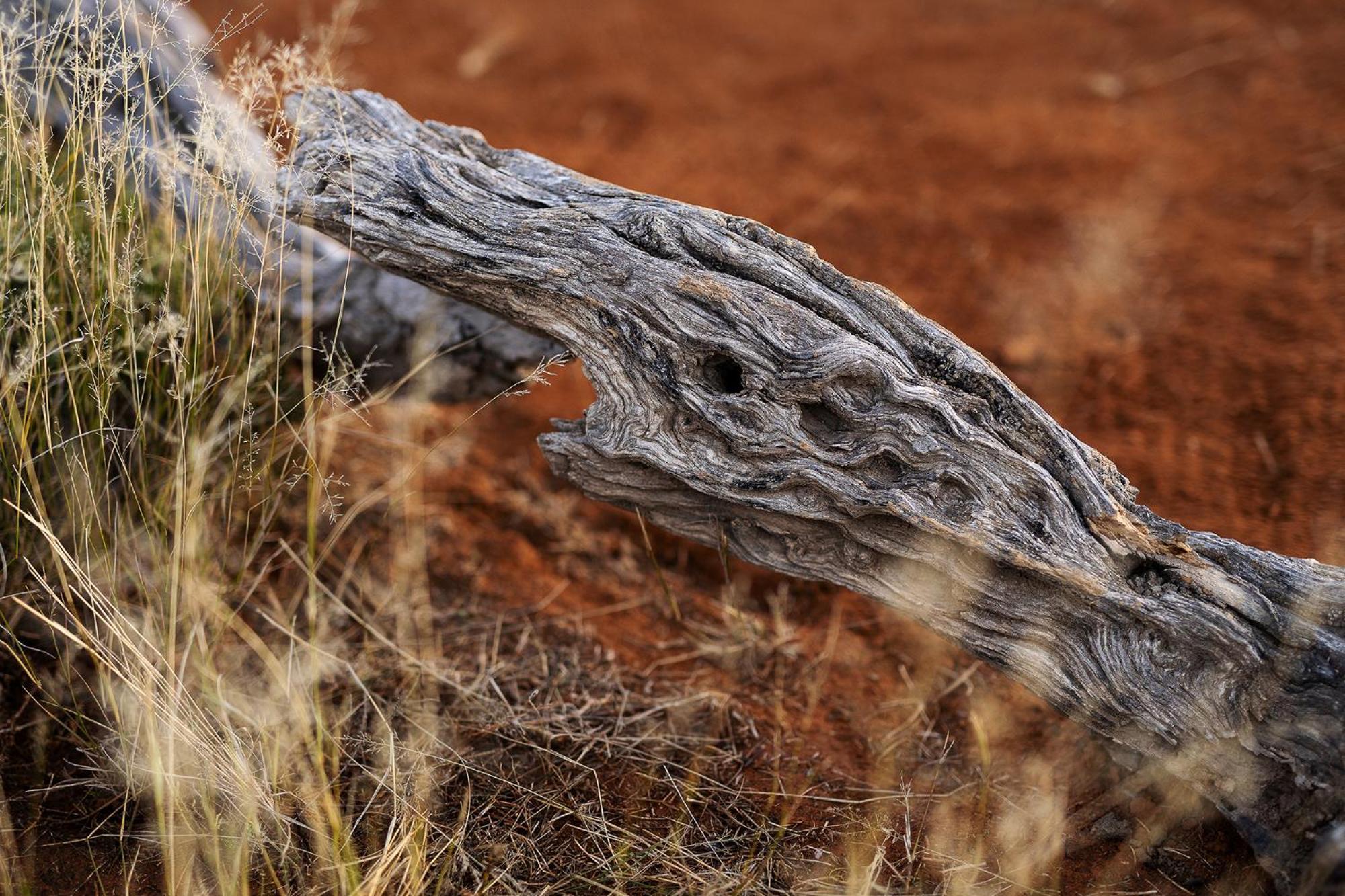 Samara Karoo Reserve Graaff-Reinet المظهر الخارجي الصورة