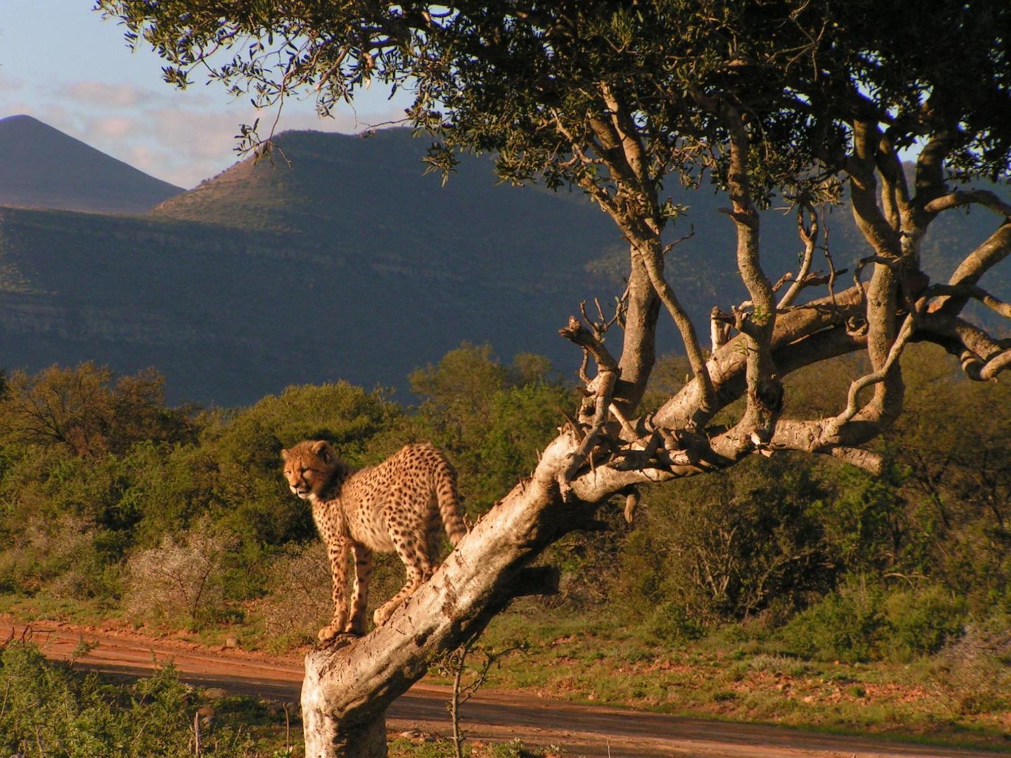 Samara Karoo Reserve Graaff-Reinet المظهر الخارجي الصورة